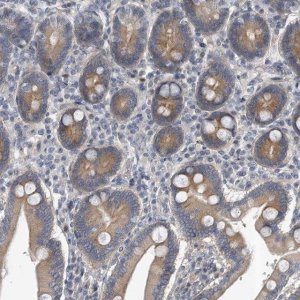 Anti-PCDH8 antibody produced in rabbit 