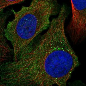 Anti-PCDHA1 antibody produced in rabbit 