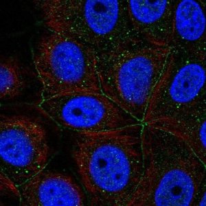 Anti-PCDHA11 antibody produced in rabbit 