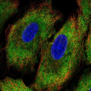 Anti-PCDHA12 antibody produced in rabbit 