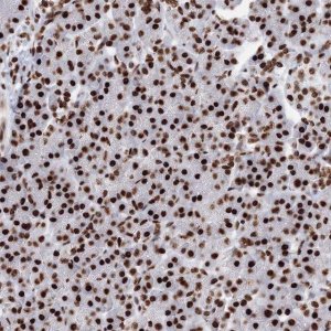 Anti-PCDHA3 antibody produced in rabbit 