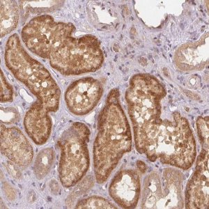 Anti-PCDHB1 antibody produced in rabbit 