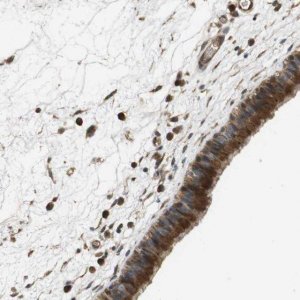 Anti-PCDHB10 antibody produced in rabbit 