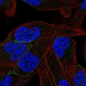 Anti-PCDHB11 antibody produced in rabbit 