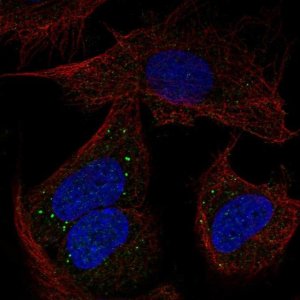 Anti-PCDHB14 antibody produced in rabbit 