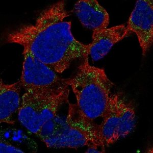 Anti-PCDHB15 antibody produced in rabbit 