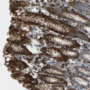 Anti-PCDHB5 antibody produced in rabbit 