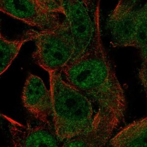 Anti-PCDHGA2 antibody produced in rabbit HPA010580-100UL