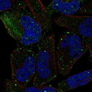 Anti-PCDHGB2 antibody produced in rabbit 