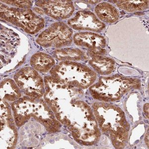 Anti-PCDHGB3 antibody produced in rabbit 
