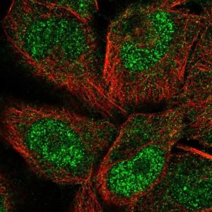 Anti-PCDHGC5 antibody produced in rabbit 