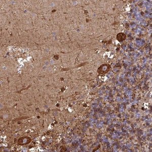 Anti-PCED1A antibody produced in rabbit 