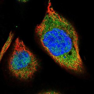 Anti-PCED1A antibody produced in rabbit 