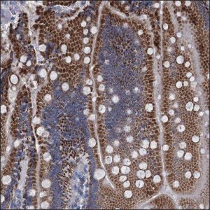 Anti-PCF11 antibody produced in rabbit HPA040279-100UL