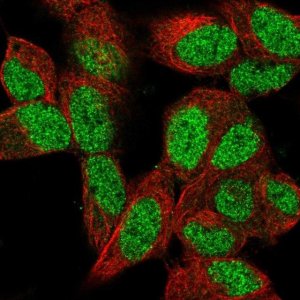 Anti-PCGF2 antibody produced in rabbit 