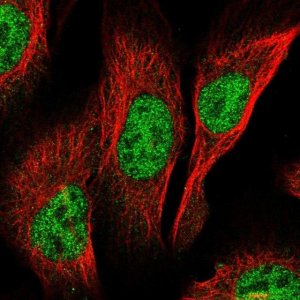 Anti-PCGF3 antibody produced in rabbit 