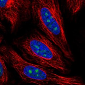 Anti-PCID2 antibody produced in rabbit 