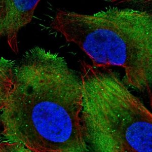 Anti-PCMTD1 antibody produced in rabbit 