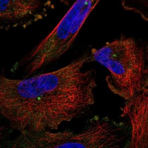 Anti-PCNT antibody produced in rabbit 