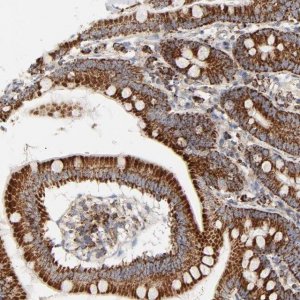 Anti-PCNX4 antibody produced in rabbit 
