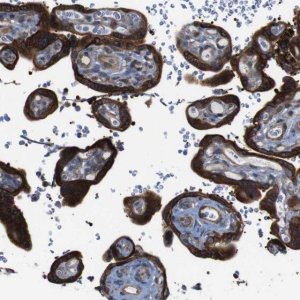Anti-PCOLCE2 antibody produced in rabbit 