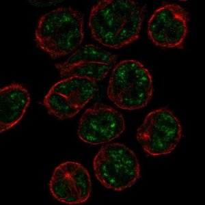 Anti-PCP2 antibody produced in rabbit 