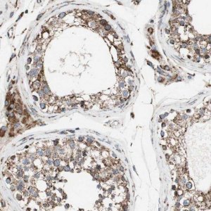 Anti-PCSK4 antibody produced in rabbit 