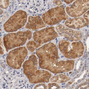 Anti-PCSK6 antibody produced in rabbit 