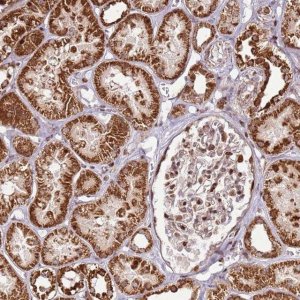 Anti-PCTP antibody produced in rabbit 