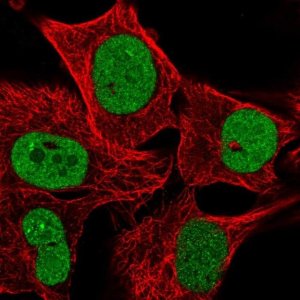Anti-PCTP antibody produced in rabbit 