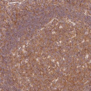 Anti-PDAP1 antibody produced in rabbit 
