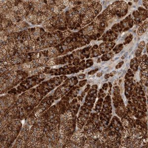 Anti-PDCD10 antibody produced in rabbit 