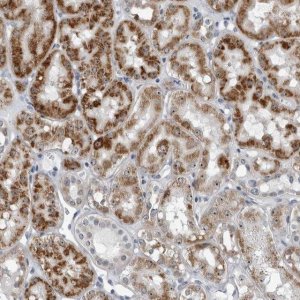 Anti-PDCD11 antibody produced in rabbit 