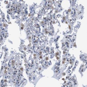 Anti-PDCD1LG2 antibody produced in rabbit 