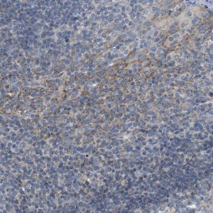 Anti-PDCD1LG2 antibody produced in rabbit 