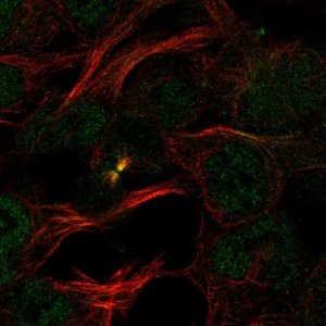 Anti-PDCD2 antibody produced in rabbit 