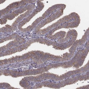 Anti-PDCD2L antibody produced in rabbit 