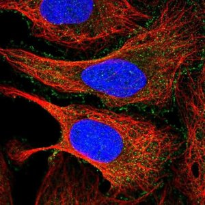 Anti-PDCD7 antibody produced in rabbit 