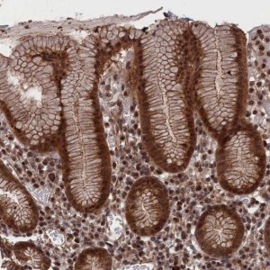 Anti-PDE12 antibody produced in rabbit 