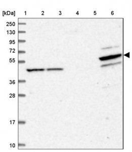 Anti-PDE12 antibody produced in rabbit 