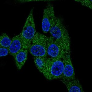 Anti-PDE3B antibody produced in rabbit 