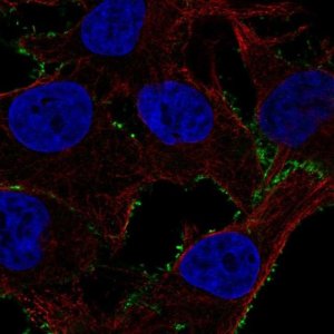 Anti-PDE4A antibody produced in rabbit 