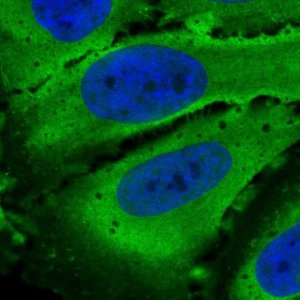 Anti-PDE4D antibody produced in rabbit 