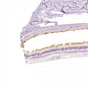 Anti-PDE6B antibody produced in rabbit 