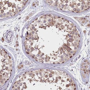 Anti-PDE6D antibody produced in rabbit 