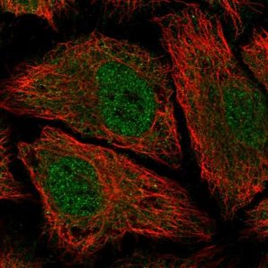 Anti-PDE8B antibody produced in rabbit 