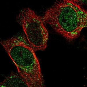 Anti-PDF antibody produced in rabbit 