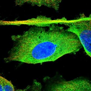 Anti-PDGFC antibody produced in rabbit 