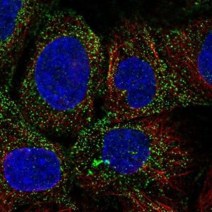 Anti-PDGFD antibody produced in rabbit 