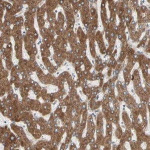 Anti-PDIA4 antibody produced in rabbit HPA006140-100UL